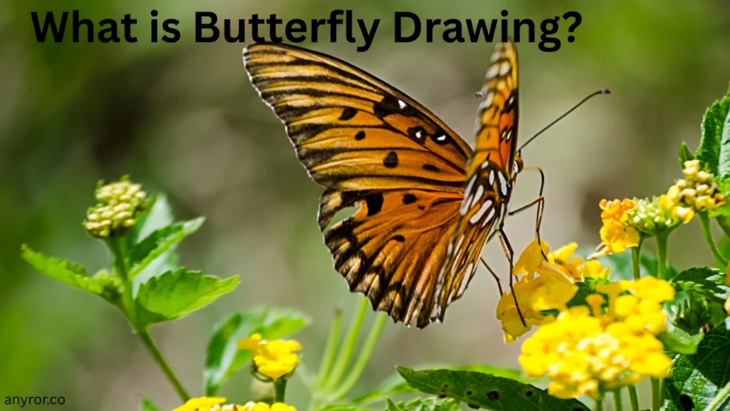 What is Butterfly Drawing